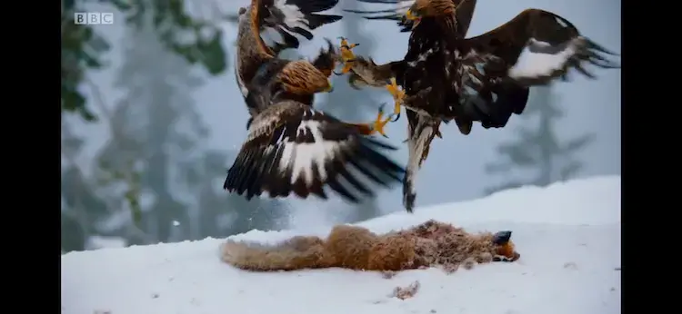 Animal screengrab from Planet Earth II - Mountains